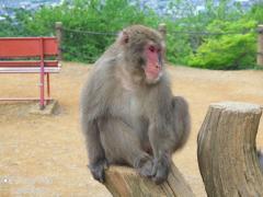 Arashiyama (15.05.2016)