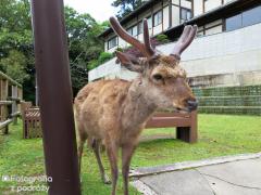 IMG_4460.jpg