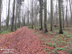 IMG_6832.jpg