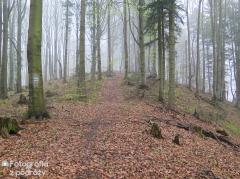 IMG_7049.jpg