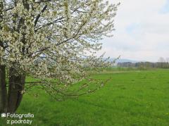 IMG_7379.jpg