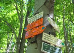 IMG_7472.jpg