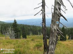 IMG_7611.jpg