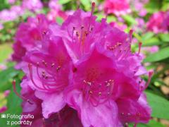 IMG_0212.jpg