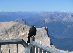 IMG_1050.jpg