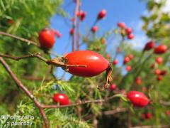IMG_2090.jpg