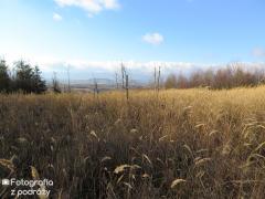 IMG_2157.jpg